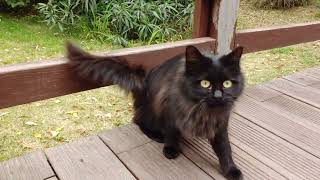 A cute long hair black cat walking at park cat [upl. by Cammie461]