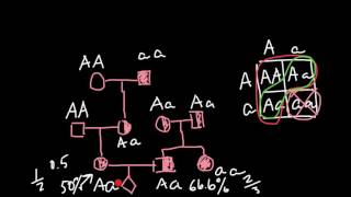 How to solve Pedigree Probability problems in Genetics [upl. by Kono]