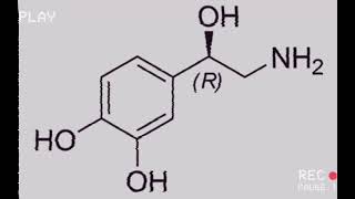 noradrenaline [upl. by Assilrac116]