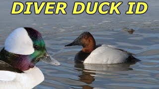 Diver Duck ID  Hunting Boot Camp [upl. by Neerol]