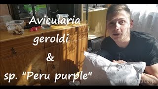 Unpacking Avicularia geroldi amp sp quotPeru purplequot  Arachnolandia [upl. by Nylsirhc]