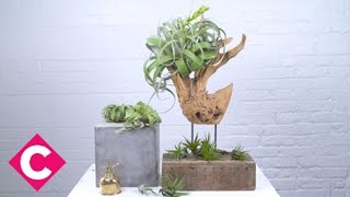 How to plant and care for air plants [upl. by Franza]