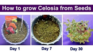 How to grow Celosia from seeds [upl. by Rockafellow648]