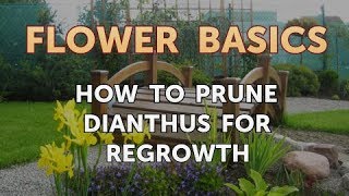 How to Prune Dianthus for Regrowth [upl. by Buiron]