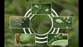 See how Potato Late Blight develops [upl. by Llerut594]