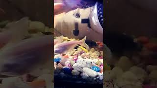 Goldfish🐟 mar gai😔my goldfish is dead in aquarium goldfish petsvlog fish aquarium mollyfish [upl. by Akeme628]