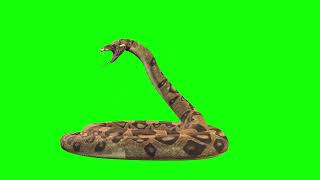 Anaconda Giant snake Green Screen [upl. by Heida]