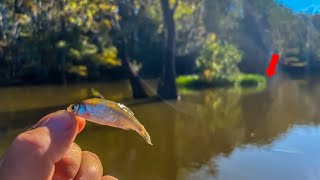 This SIMPLE Crappie Rig Catches HUGE Crappie CATCH CLEAN COOK [upl. by Neelloc]