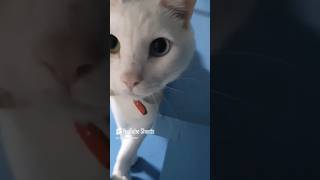 palpitating 두근두근 shortvideo cutecat 써니힐 cat [upl. by Saberhagen]