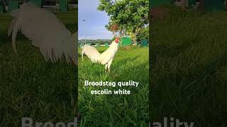 Gcgf game farm Batangas shortvideo chicken shortviral animals [upl. by Solraced]