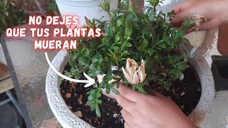 Como TRASPLANTAR CORRECTAMENTE una Planta en MACETA  JARDINES BELLOS  PLANTAS SALUDABLES [upl. by Llemhar]