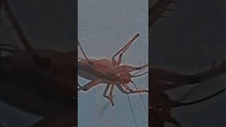 creepy crawlie ••quot on our sink top [upl. by Maynard596]