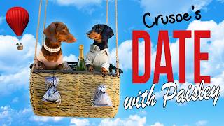 Ep 4 Crusoe the Dachshunds Date with Paisley CuteFunny Dog Date [upl. by Amabel937]