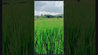 Wheat Plantation Journey in Virajpetwheatcoorgvirajpetkarnatakatourism [upl. by Daron]