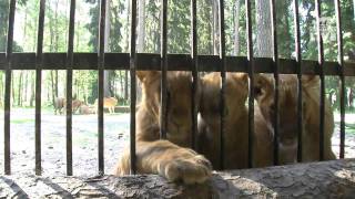 The Lion´s den in Kolmårdens Wildlife park [upl. by High]