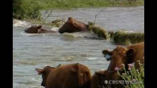 Cows Rescue Calf in Flash Flood [upl. by Arne]