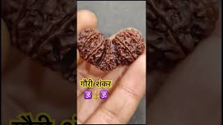 gaurishankar rudraksha bholenath mahadev shortsfeed ytshorts shorts paradox [upl. by Anrak63]