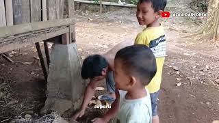 Petualangan Nyari Kotoran Kambing Bikin Pupuk Kandang untuk Tugas Sekolah [upl. by Ylhsa]