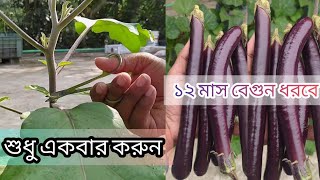 যেভাবে বেগুন গাছের যত্ন নিলে তাড়াতাড়ি ফলন আসবে। [upl. by Adnicul]