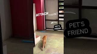 cats pets attack [upl. by Baram]