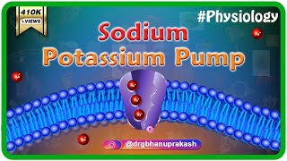 Sodium potassium pump animation [upl. by Aicetal]