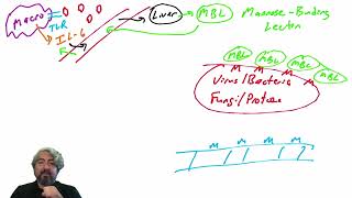 Lectin pathway of complement activation [upl. by Akema]