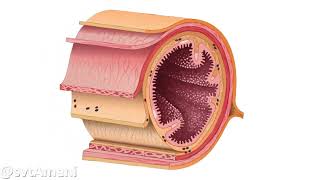 Labsorption intestinale [upl. by Tammy142]