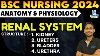 THE RENAL SYSTEM  bsc nursing 1st semester anatomy physiology  anatomy amp physiology  bsc nursing [upl. by Ahsuoj400]