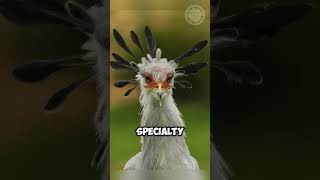 The Killer Queen  Secretary Bird shorts secretarybird [upl. by Yna370]