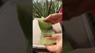 Aloe Vera Processing method [upl. by Ainesej]