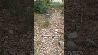 Today on the Homestead Bull Snake Surprises Us While Drinking from Garden  Wild Encounter shorts [upl. by Sibella920]