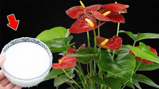 Pour 1 Cup Im Surprised Weak Anthurium Blooms After Just 1 Night [upl. by Aita926]