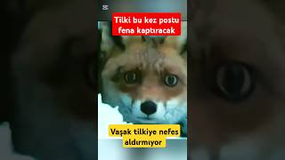 Nefes kesen Vaşak amp Tilki kovalamacası Bu kez tilkinin başı belada [upl. by Attenwad415]