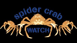 Welcome to Spider Crab Watch [upl. by Strang]