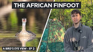 Filming the African Finfoot [upl. by Fronia]