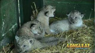 Introducing New Born Lion Cub Simba and his Siblings at Longleat Safari Park [upl. by Aikemehs]