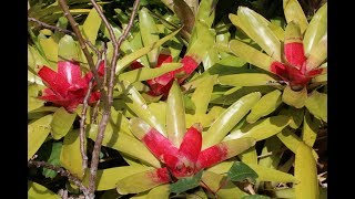 Bromeliads TILANDSIA AECHMEAGUZMANIANEOREGELIA [upl. by Kolva293]