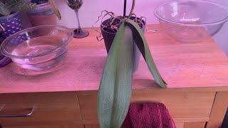 Rehabilitate a Phalaenopsis with meorchid rescue with water culture [upl. by Yve609]