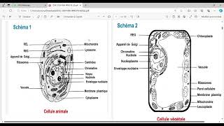 biologie cellulaire s1 BCG Partie 1 [upl. by Soirtemed165]