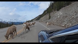 The Icefields Highway between Jasper and Banff Alberta  After the 2024 wildfires  Tesla Model 3 [upl. by Ellary]