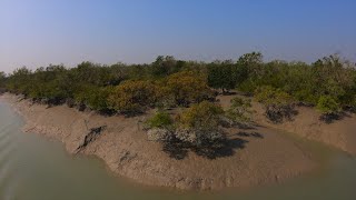 Why We Need the Sundarbans Mangroves More than Ever [upl. by Ykceb]