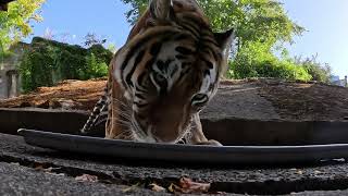 Beautiful Amur Tiger Bernadette Enjoys Frosty Surprise [upl. by Euqimod]