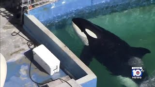 Miami Seaquarium announces plan to return Lolita to home waters over 50 years after capture [upl. by Eilyk270]