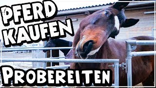 PFERD KAUFEN ✮ Probereiten ♥ [upl. by Comyns482]