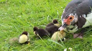 Muskuseend met kuikens 🦆🐤🐤🐤🐤🐤 15062024 [upl. by Liddle]