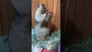 Marmot continuously grabbed both hands [upl. by Attena957]