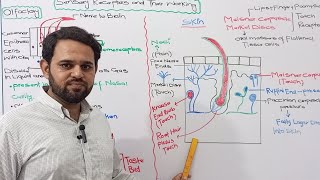 Sensory Receptors  Skin Receptors  NBF  FBISE  FBISE Islamabad  Chemical Coordination [upl. by Graniah]