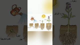 انبات البذور Seeds germination [upl. by Rudich]