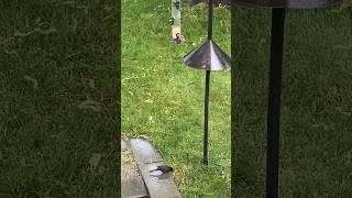 Dining in the rain look how happy these two are eating😋 birds nature canada quebec montreal [upl. by Nasaj]