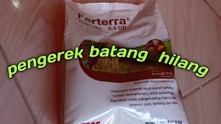 Review Ferterra insektisida sistemik untuk penggerek batang padi [upl. by Valora]